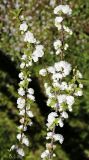 Cerasus glandulosa. Ветви с цветками ('Alba Plena'). Краснодарский край, г. Сочи, Дендрарий. 04.04.2018.
