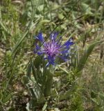 Centaurea fuscomarginata. Цветущее растение. Горный Крым, гора Южная Демерджи. 21.06.2009.