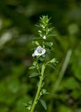 Veronica serpyllifolia