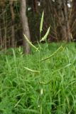 Brachypodium pinnatum