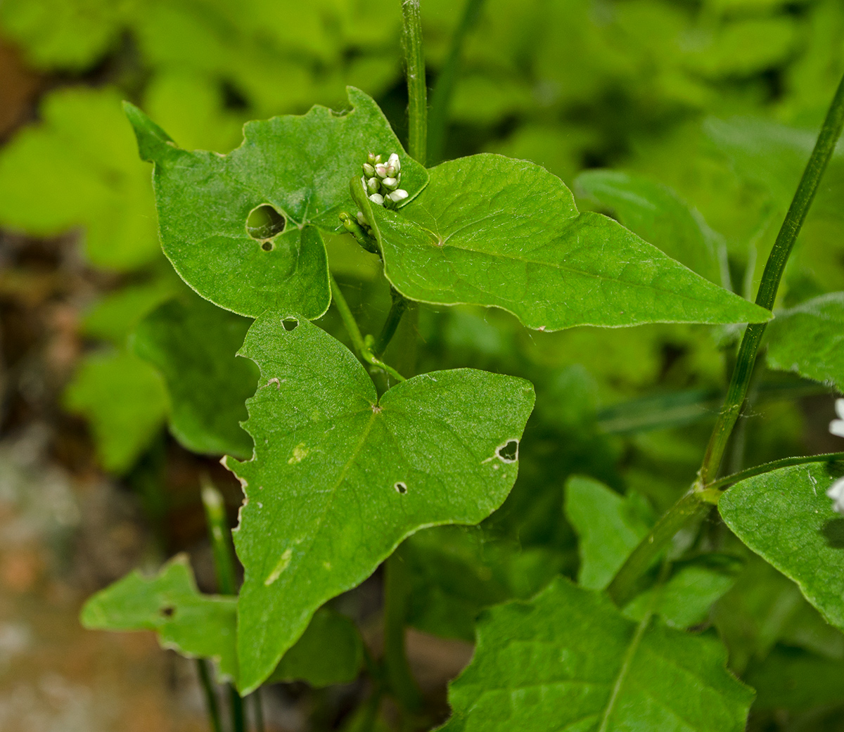 Изображение особи Fagopyrum esculentum.