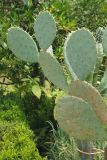 genus Opuntia. Побеги. Краснодарский край, г. Сочи, Центральный р-н, в культуре. 18.08.2018.