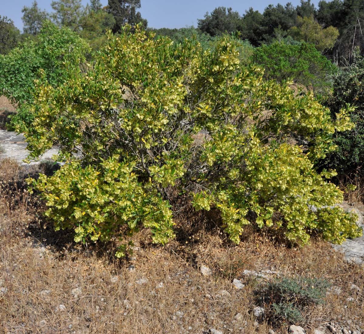 Изображение особи Dodonaea viscosa.