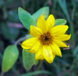 Helianthus annuus. Соцветие с сидящим клопом. Пермский край, г. Пермь, Кировский р-н, разнотравный газон у жилого дома. 08.09.2019.