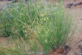 Ephedra distachya