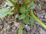 Brunnera sibirica