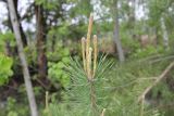 Pinus sylvestris. Верхушка молодого растения с молодыми побегами. Калужская обл., Боровский р-н, окр. дер. Чёлохово, лесополоса между сенокосным лугом на старой залежи и полем. 2 июня 2020 г.