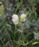 Aconitum anthoroideum. Верхушка цветущего растения. Республика Алтай, Усть-Коксинский р-н, берег р. Мульта, луг. 28 июля 2020 г.