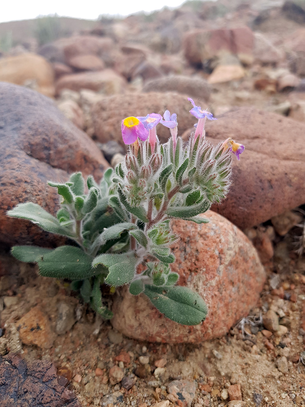 Изображение особи Arnebia obovata.