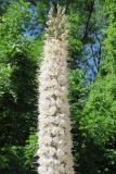 Eremurus tianschanicus. Верхушка соцветия. Узбекистан, г. Ташкент, Ташкентский ботанический сад, в культуре. 27.05.2018.