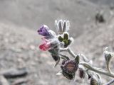 Cynoglossum holosericeum