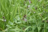 Vicia sepium