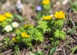 Trollius ranunculinus