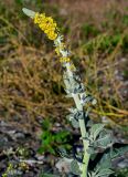 Verbascum gnaphalodes. Верхушка побега с соцветием. Грузия, Аджария, г. Батуми, каменистый пляж. 17.06.2023.
