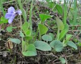 Viola rupestris