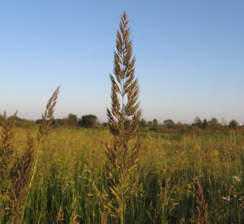 Изображение особи Calamagrostis epigeios.