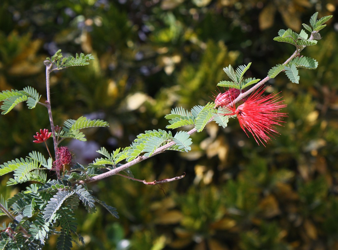 Изображение особи Calliandra californica.