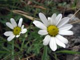 Chrysanthemum mongolicum