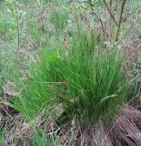 Carex cespitosa