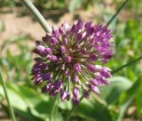 Allium sewerzowii. Соцветие. Москва, в культуре с Боролдая. 27.05.2012.