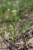 Scandix pecten-veneris. Цветущее растение. Южный Казахстан, хр. Боролдайтау, ущ. Бозторгай. 25.04.2012.