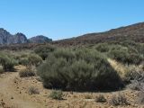 Cytisus supranubius. Растение в состоянии зимнего покоя. Испания, Канарские о-ва, Тенерифе, кальдера Лас Каньядас, национальный парк Тейде, около 2200 м н.у.м. 10 марта 2008 г.