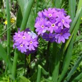 Primula algida