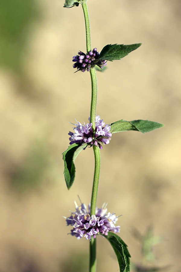 Изображение особи Mentha &times; interrupta.