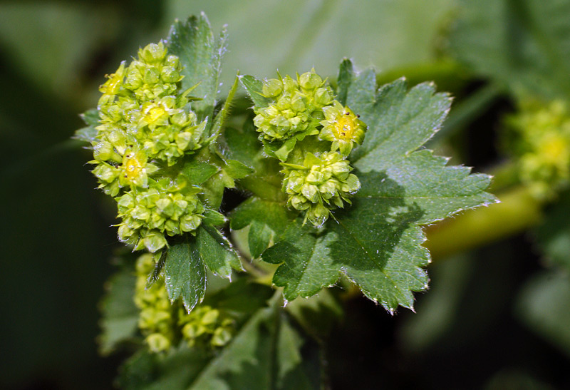 Изображение особи род Alchemilla.