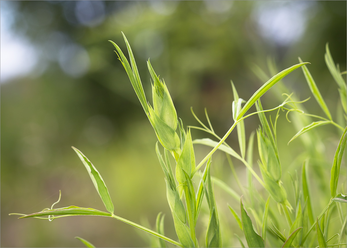 Изображение особи Lathyrus pratensis.