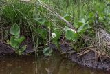 Calla palustris