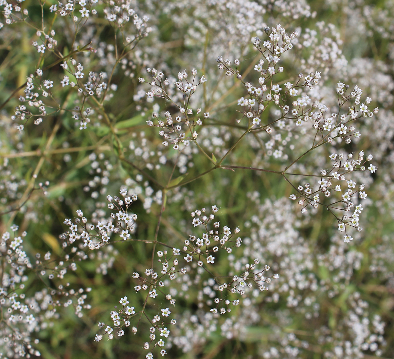 Изображение особи Gypsophila paniculata.