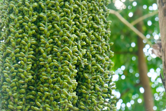 Изображение особи семейство Arecaceae.