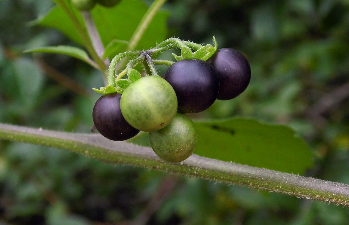 Изображение особи Solanum nigrum ssp. schultesii.