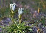 Gentiana algida