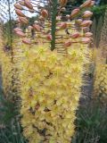 Eremurus &times; isabellinus