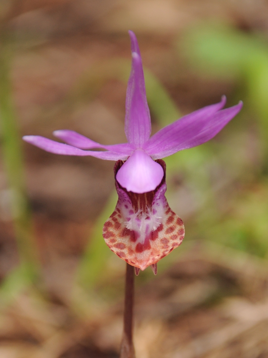 Изображение особи Calypso bulbosa var. occidentalis.