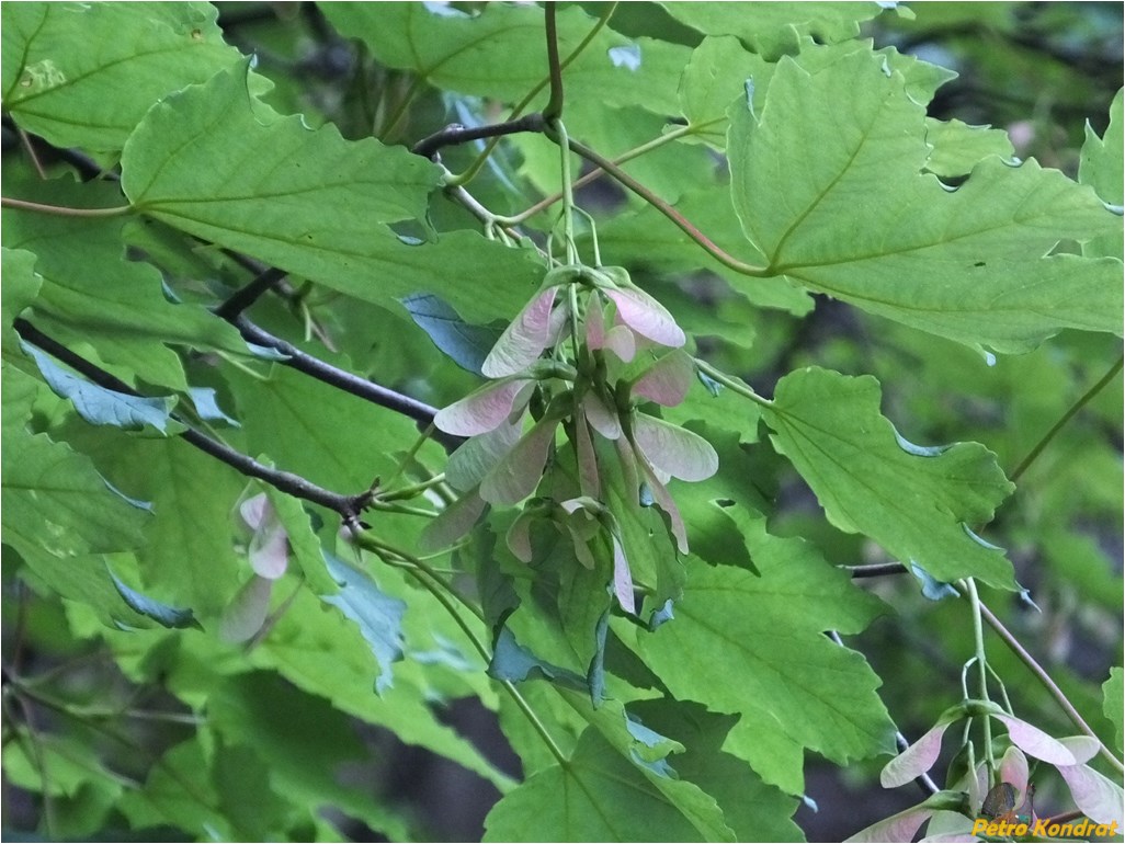 Изображение особи Acer pseudoplatanus.