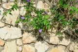 Vigna speciosa. Часть цветущего растения на ограде двора. Израиль, Шарон, г. Герцлия, в культуре. 20.05.2017.