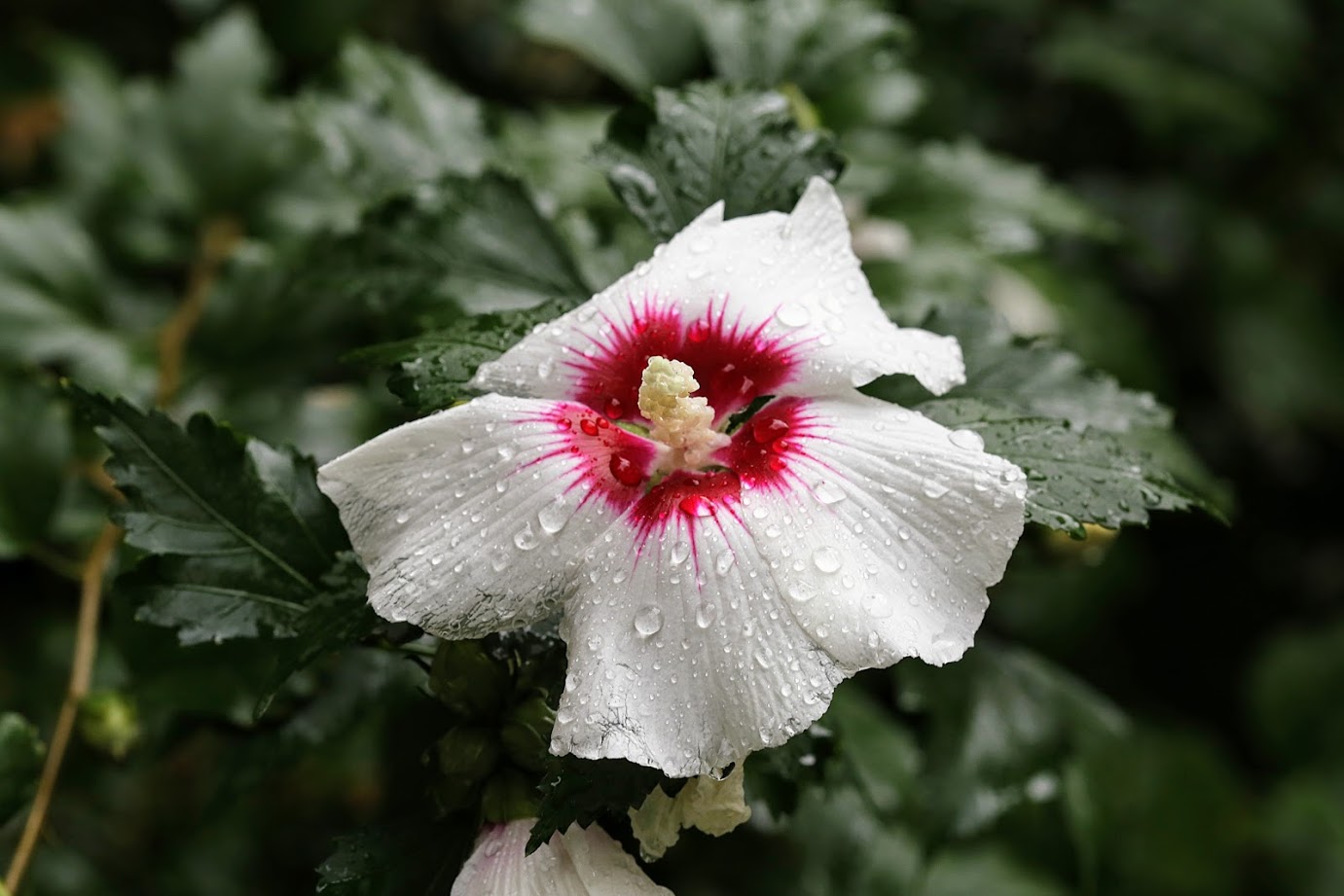 Изображение особи Hibiscus syriacus.