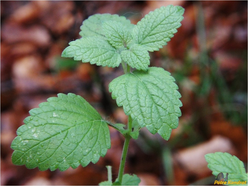 Image of Melissa officinalis specimen.