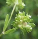 Valerianella locusta