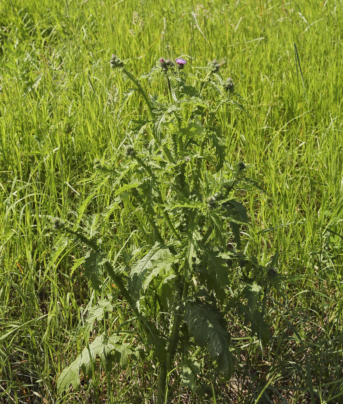 Изображение особи Carduus crispus.