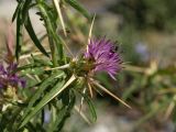 Centaurea calcitrapa. Соцветие-корзинка с кормящимися насекомыми. Греция, о-в Крит, ном Ханья (Νομός Χανίων), дим Платаньяс (Δήμος Πλατανιά), горный массив Лефка Ори (Λευκά Όρη), урочище Ксилоскало (Ξυλόσκαλο), ≈ 1200 м н.у.м., обочина автомобильной дороги. 28 июня 2017 г.