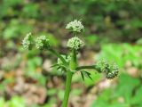 Sanicula europaea