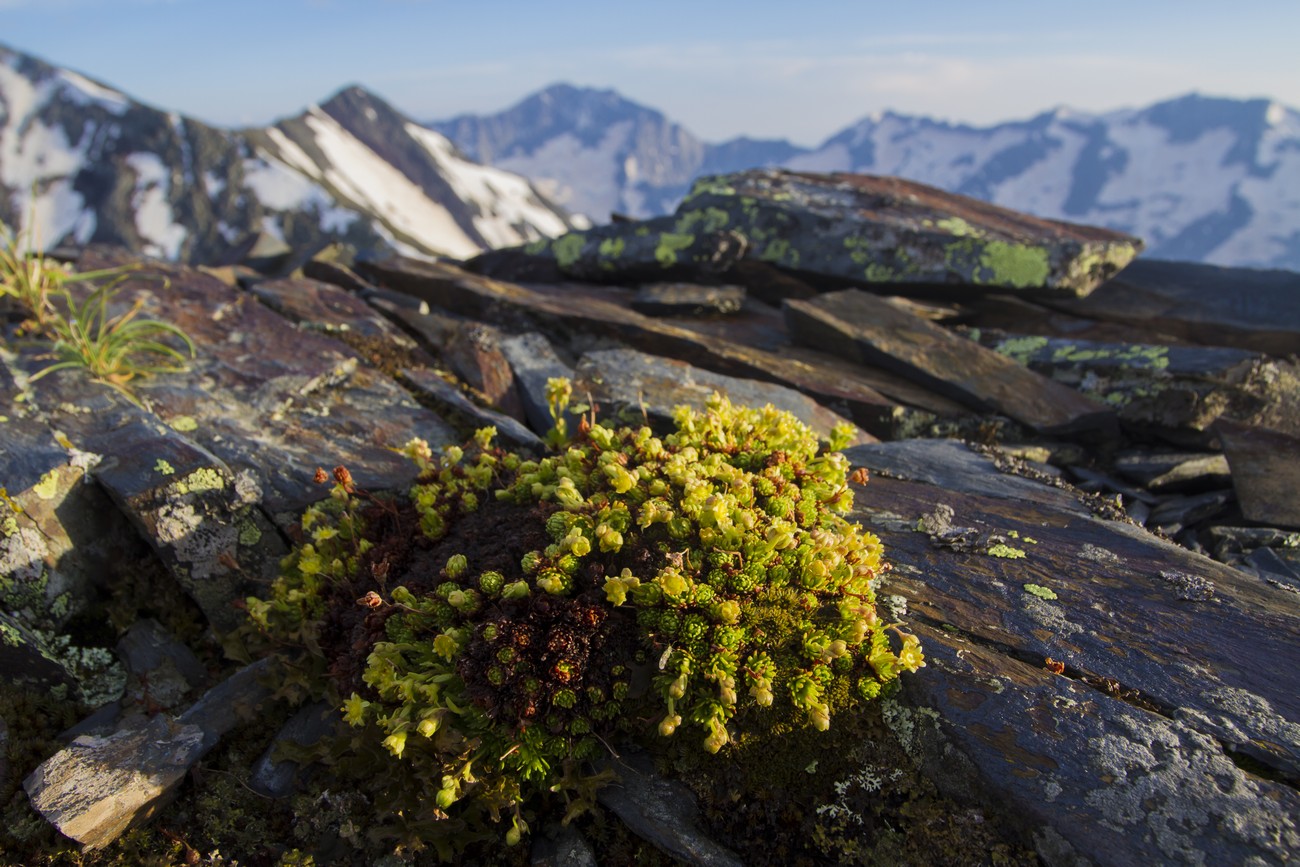 Изображение особи Saxifraga moschata.