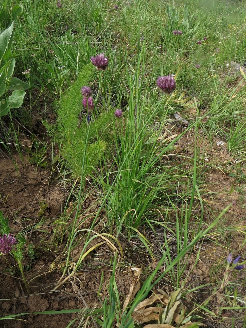 Изображение особи Allium sordidiflorum.