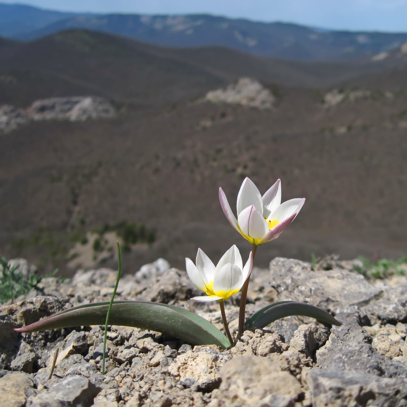 Изображение особи Tulipa biflora.