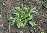 Ranunculus arvensis var. tuberculatus