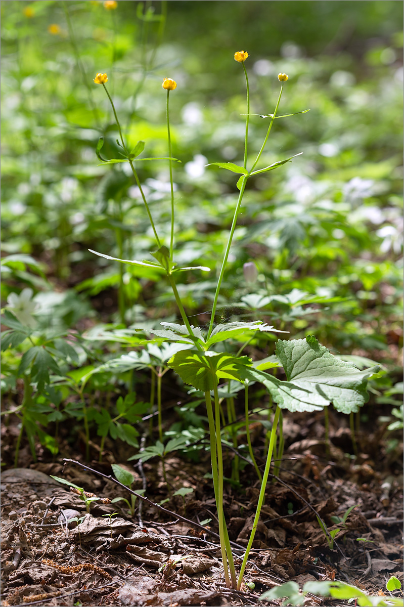 Изображение особи Ranunculus cassubicus.